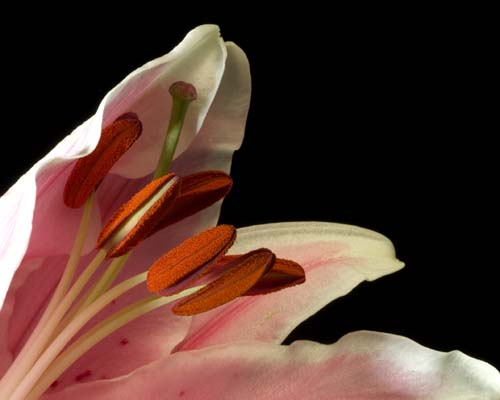 Lily
